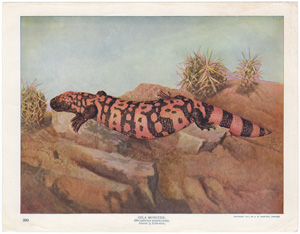 Gila Monster